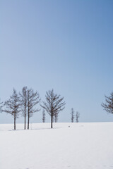 冬の晴れた日の丘に立つカラマツ
