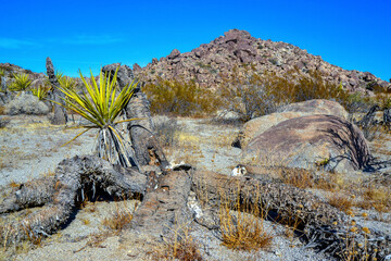 Rock desert landscape in California, yucca, cacti and desert plants in the foreground.