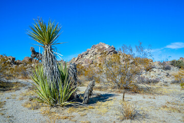 Rock desert landscape in California, yucca, cacti and desert plants in the foreground.
