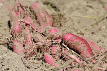 サツマイモ　シルクスイート