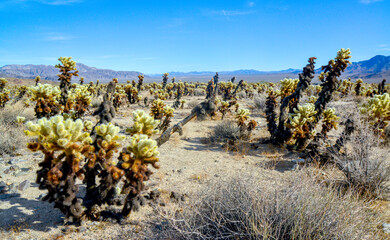 Teddy bear cholla (Cylindropuntia bigelovii). Cholla Cactus Garden at Joshua Tree National Park