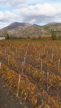 Red vineyard field in autumn. Harvest period. Aerial low angle shot. Vertical Video