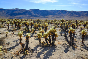 Teddy bear cholla (Cylindropuntia bigelovii). Cholla Cactus Garden at Joshua Tree National Park