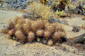 Landscape of a stone desert, Group of cacti among stones -Echinocereus engelmanii, Joshua Tree...