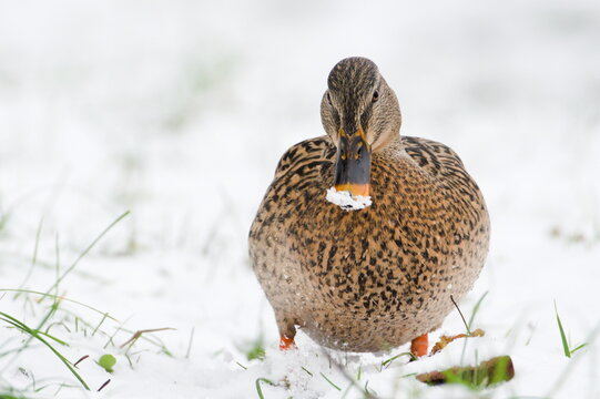 Anas Platyrhynchos, wild duck female close-up portrait with eye contact. Beak covered by snow. Funny animal photo. I am watching you. Anatidaefobia concept.