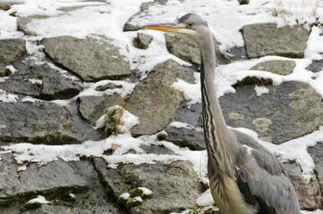Ardea cinerea aka grey heron. Majestic bird in his habitat in winter. Standing on the bank of river Becva in Roznov pod Radhostem. Czech republic nature in winter.
