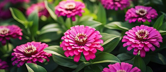 Pink and red Zinnia elegans with green leaves and pointed tips are popular annual flowers in the Zinia genus.