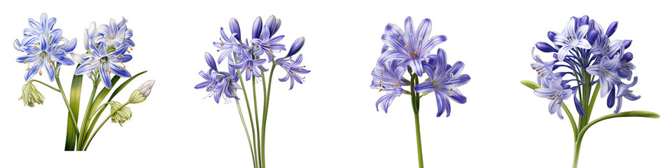 Squill Hyperrealistic Highly Detailed Isolated On Transparent Background Png File - obrazy, fototapety, plakaty