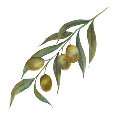 Illustration of a watercolor olive branch. Green olives on a branch, highlighted on a white background. Watercolor botany. olive branch watercolor.