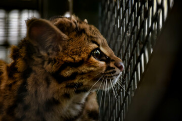 Captive Yearning: Ocelot's Longing for Freedom.