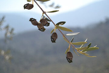 olive tree branch