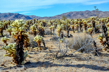 Teddy bear cholla (Cylindropuntia bigelovii). Cholla Cactus Garden at Joshua Tree National Park....
