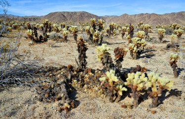 Teddy bear cholla (Cylindropuntia bigelovii). Cholla Cactus Garden at Joshua Tree National Park. California