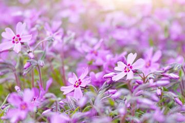 Close-up of pink Moss phlox flowers pink verbena on a blurred background.