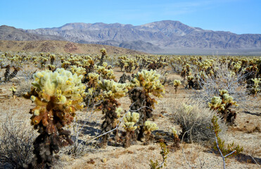 Teddy bear cholla (Cylindropuntia bigelovii). Cholla Cactus Garden at Joshua Tree National Park....