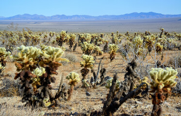 Teddy bear cholla (Cylindropuntia bigelovii). Cholla Cactus Garden at Joshua Tree National Park. California