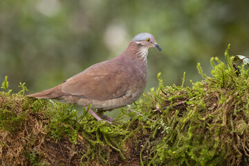 White-throated Quail-dove perched on the moss-covered forest floor