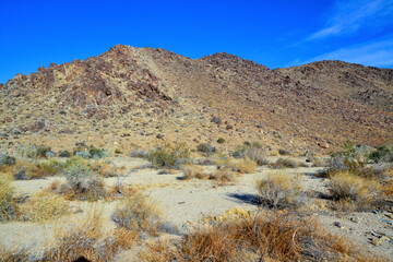 Mountains in the background, Stone desert and various desert plants in an arid area in Joshua Tree...