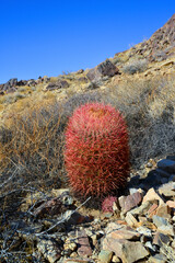 Desert mountain landscape with cacti. Desert barrel cactus Ferocactus cylindraceus, Joshua Tree National Park, south California