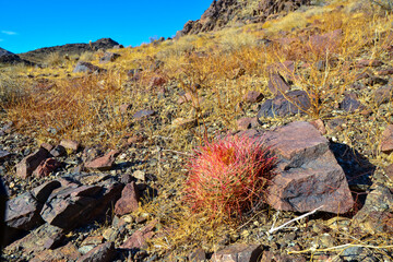 Desert mountain landscape with cacti. Desert barrel cactus Ferocactus cylindraceus, Joshua Tree National Park, south California