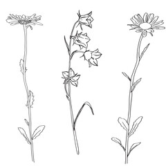 Chamomile Flower herbal. Bluebell flowers. Sketch. Hand drawn outline vector illustration, isolated. White background. Can be Used Template for packing Tea, Cosmetics, Medicines, biological additives - obrazy, fototapety, plakaty