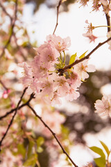 Beautiful blooming Sakura garden in the park