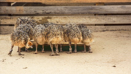 Beautiful young ostriches grazing in the zoo