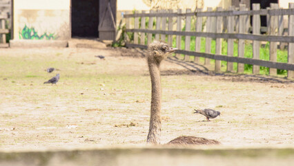 Beautiful young ostriches grazing in the zoo