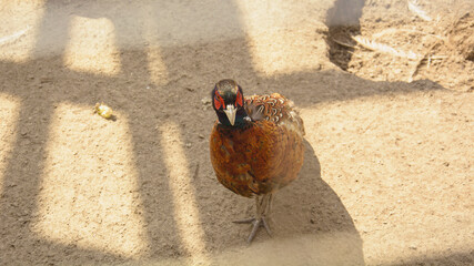 Wild pheasant grazing on a home farm ©  Rostyslav