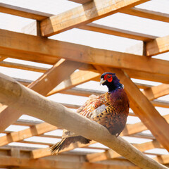 Wild pheasant grazing on a home farm