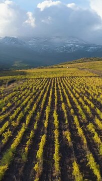 Flying upward and backward over green vineyard fields in autumn. Vertical Video
