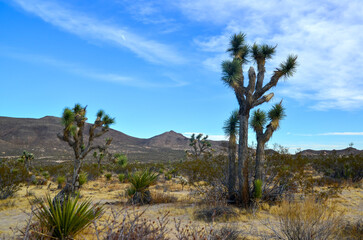 Landscape of stone desert in California, Joshua Tree - a giant yucca in Joshua Tree National Park
