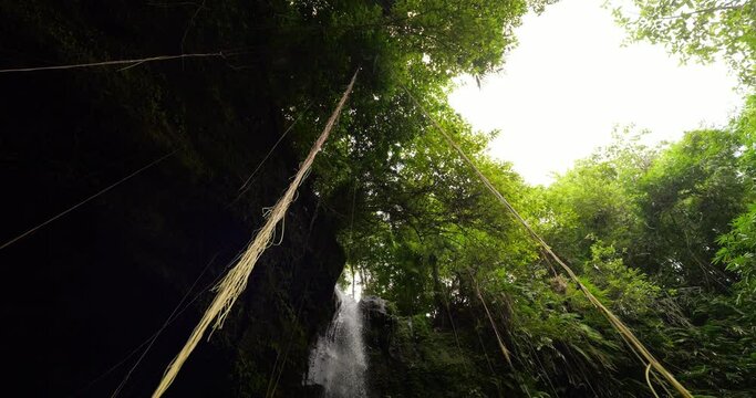 Long thin roots hang down from green bushes at top, low angle wide shot of waterfall opening in tropical thickets. Stream of water rush down, long threads slowly sway in the air flows