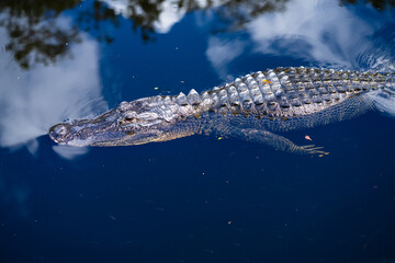 Alligator swimming 