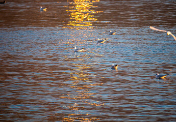 gulls fly over lake Ohrid