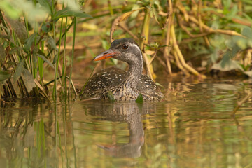African finfoot - Podica senegalensis - swimming in calm brown water on Gambia River with brown...