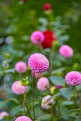 Flower bed with beautiful ball dahlias.