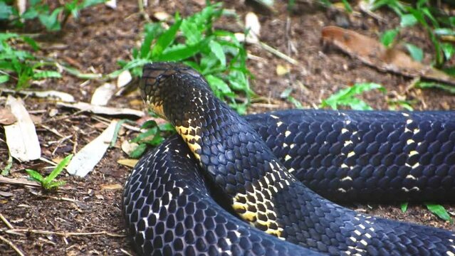 Closeup of a king cobra in the jungle, high quality footage.