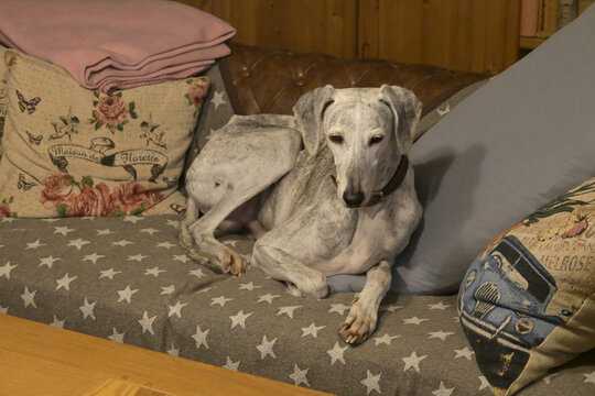 windhund zuhause