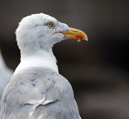 Gull washing feathers in a seaside rock pool at low tide.