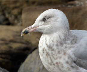 Gull washing feathers in a seaside rock pool at low tide.