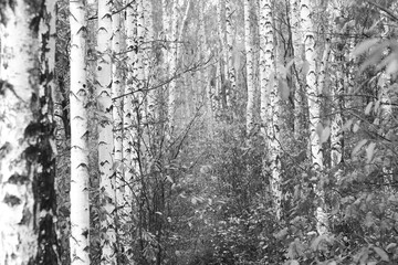 Fototapeta premium Beautiful birch trees in autumn