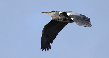 The grey heron is a long-legged wading bird of the heron family, Ardeidae, native throughout temperate Europe and Asia, and also parts of Africa.
