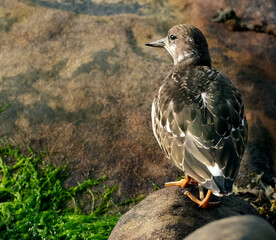 Turnstones are two bird species that comprise the genus Arenaria in the family Scolopacidae. They are closely related to calidrid sandpipers and might be considered members of the tribe Calidriini.