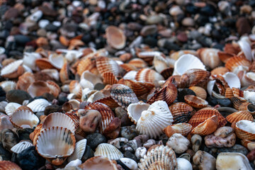 Seashells on sand as background photo. Mediterranean seaside. Catalonia seashore.