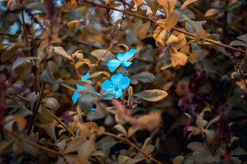 Close up blue plumbago meadow wildflowers. Countryside at autumn season. Garden blossom morning.