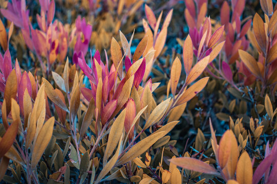 Close up pink leaves of Euonymus shrub on branch in autumn. Colorful bush in the garden concept photography.