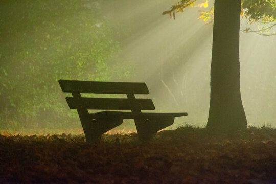 Bench in the foggy park