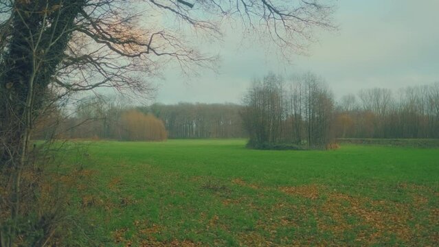 Late autumn landscape of beautiful forest park in Europe, green grass and trees without leaves at sunset.