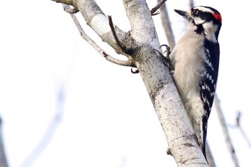 Downy Woodpecker enjoying Wood Chipping